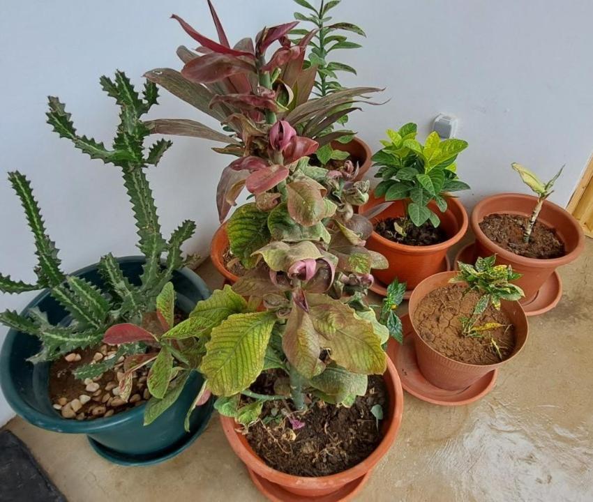 Apartamentos Santiago - Tarrafal タラファル エクステリア 写真
